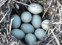 Broedvogels