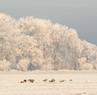 Overwinterende vogels